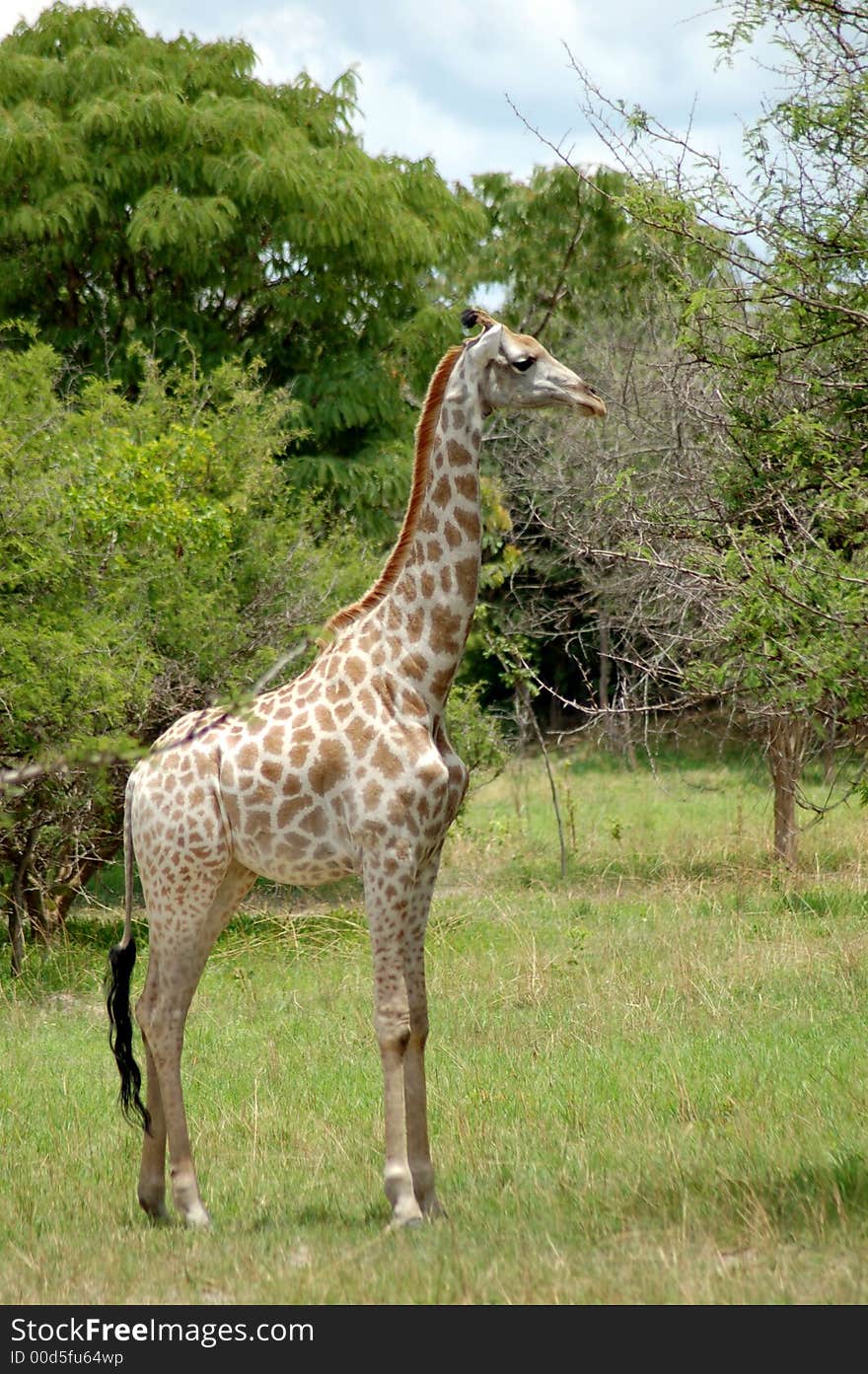 A young giraffe standing guard