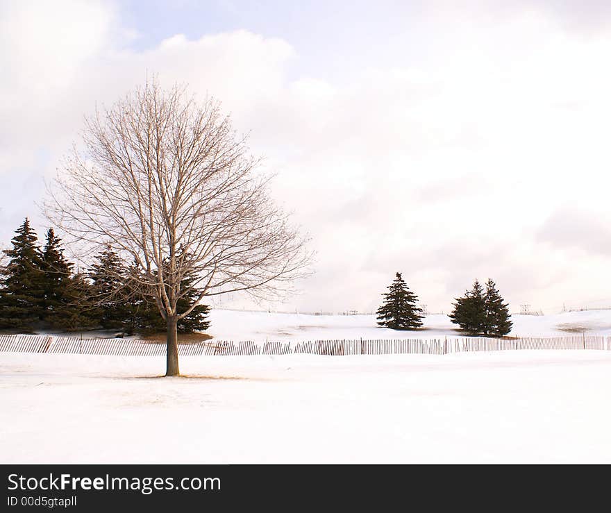 Photo of a trees on winter season. Photo of a trees on winter season