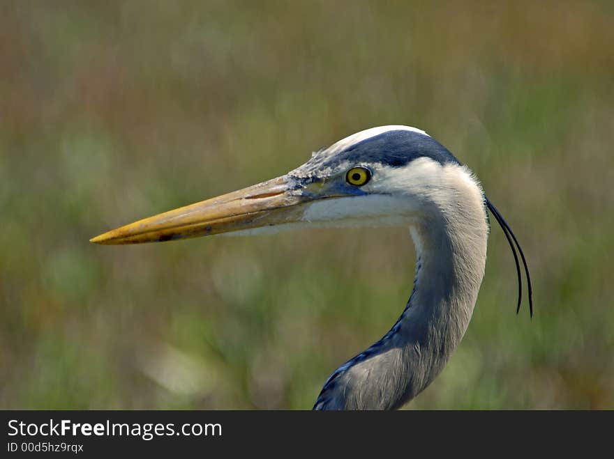 Blue Heron