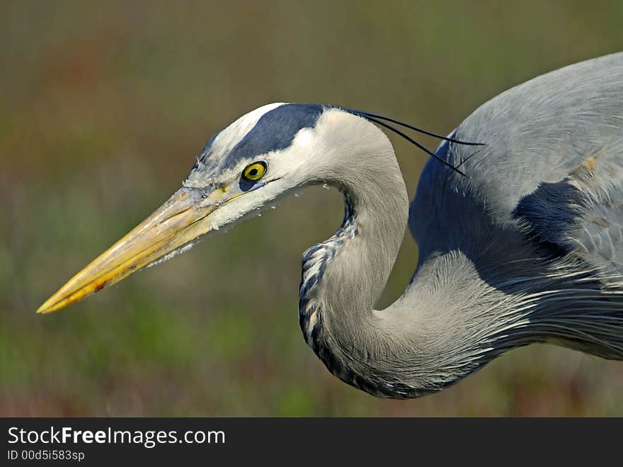 Blue Heron Look