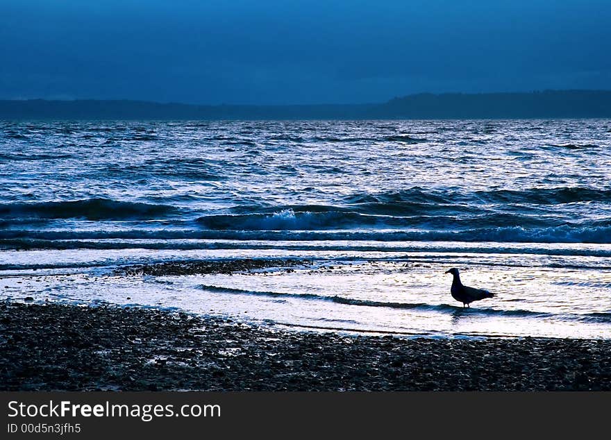 Seagull at Dusk in Surf