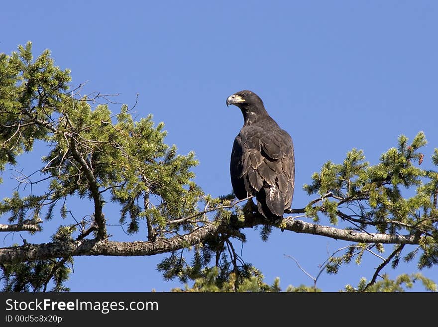 Young Eagle On Branch