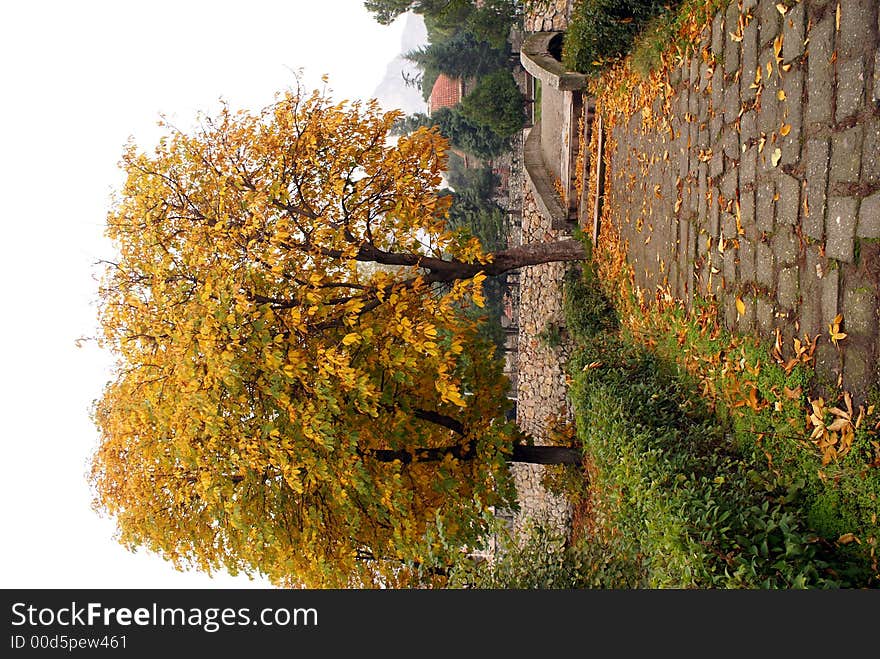 Tree, bridge and road in Amasya, Turkey. Tree, bridge and road in Amasya, Turkey