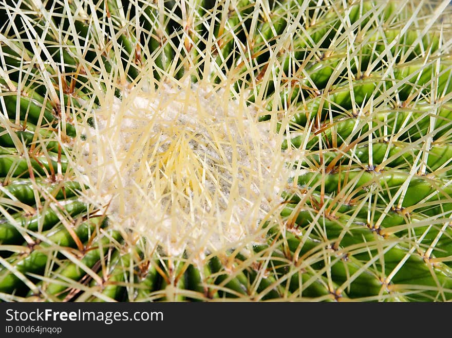 Close-up from the top of a green/white cactus and its needles