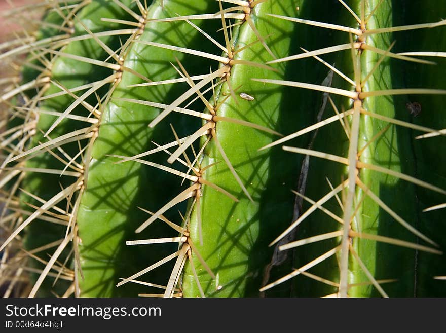 Close-up of the side of a green cactus and its needles