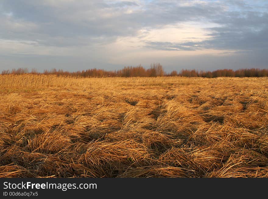 Perspective of field on a autumn morning.