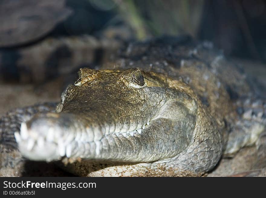 A close up of a crockadile's face