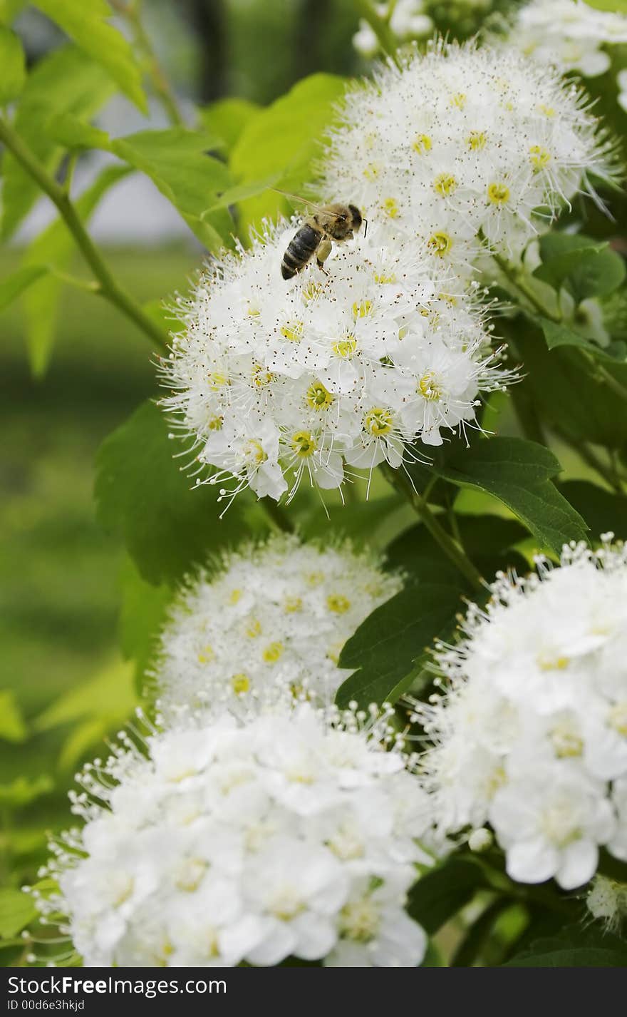 Spring Functioning The Bee