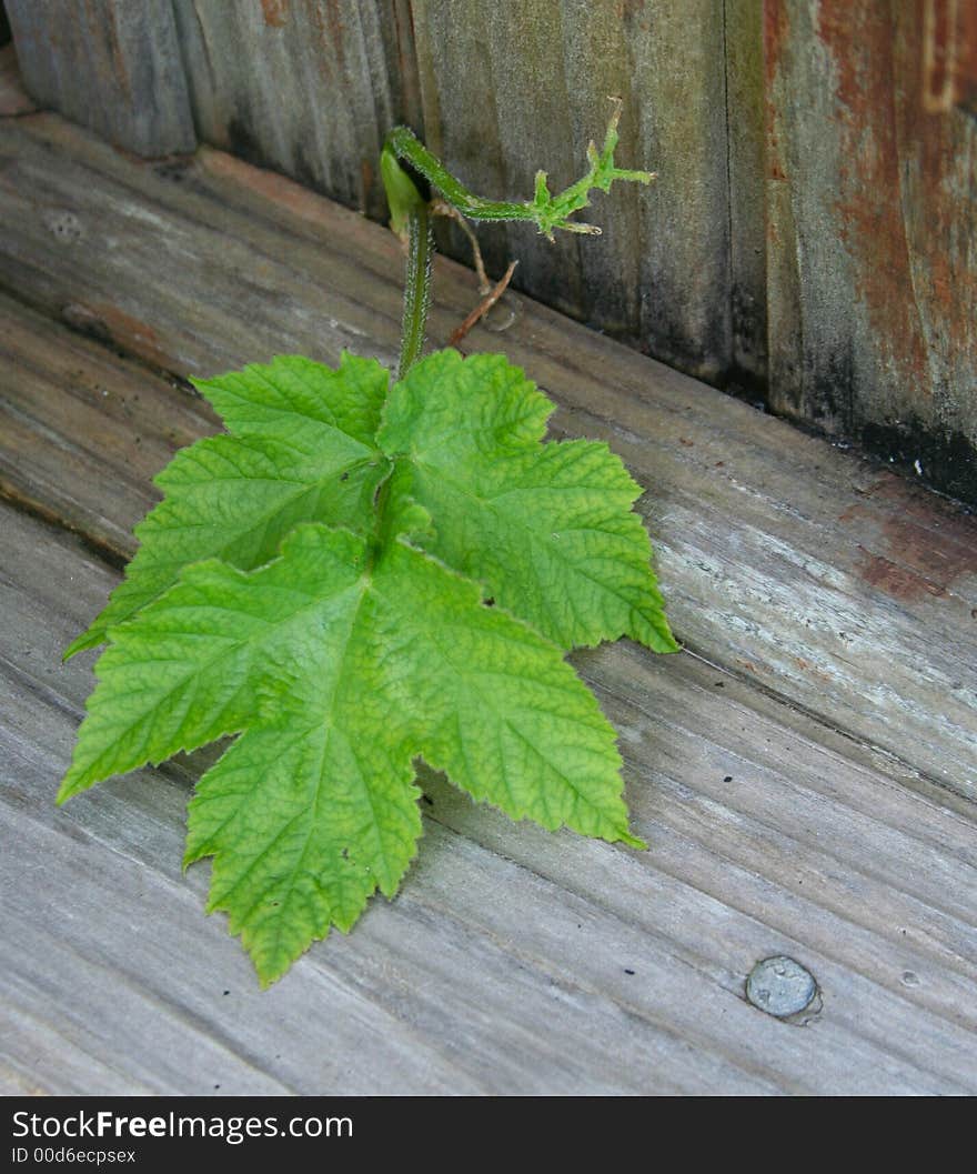 Blackberry leaf