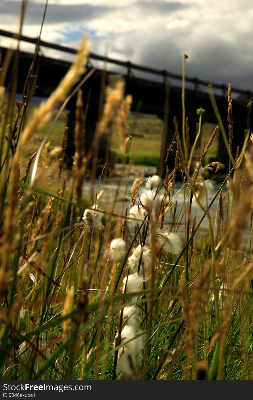 Grasses blowing in the breeze