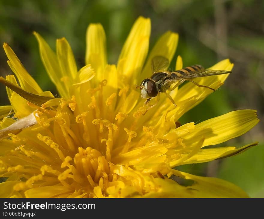 Pretending Insect Ax