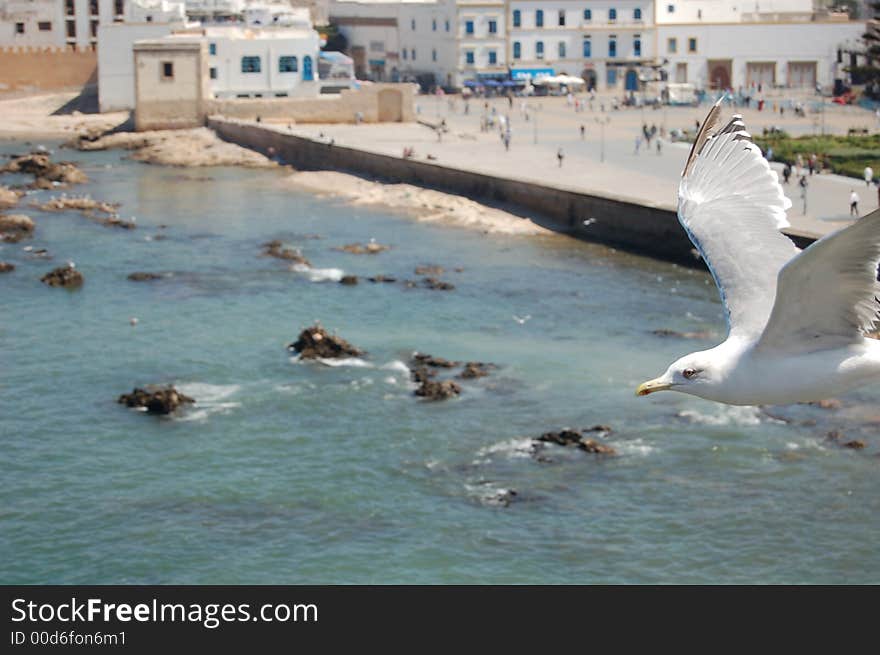 A seagull circles the castle in Essaouira, Morocco. A seagull circles the castle in Essaouira, Morocco.