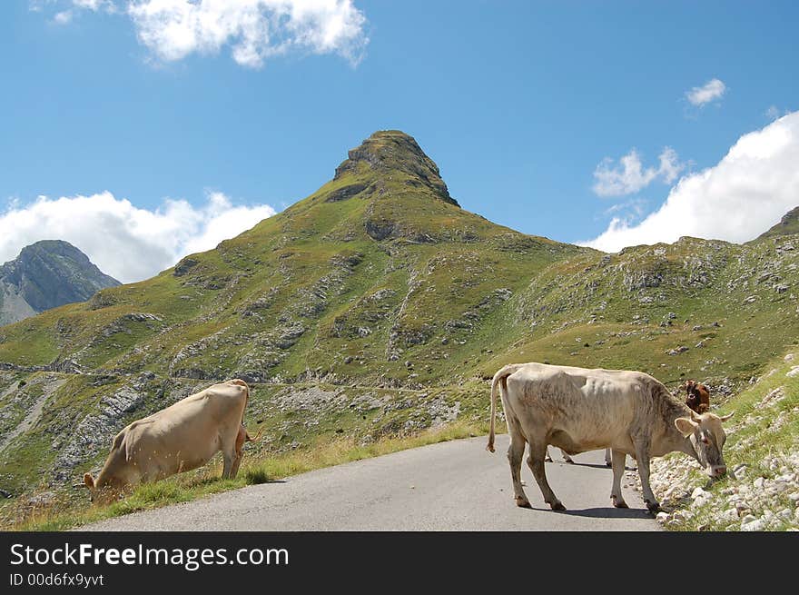 Two caws eating grass on the mountine Durmitor