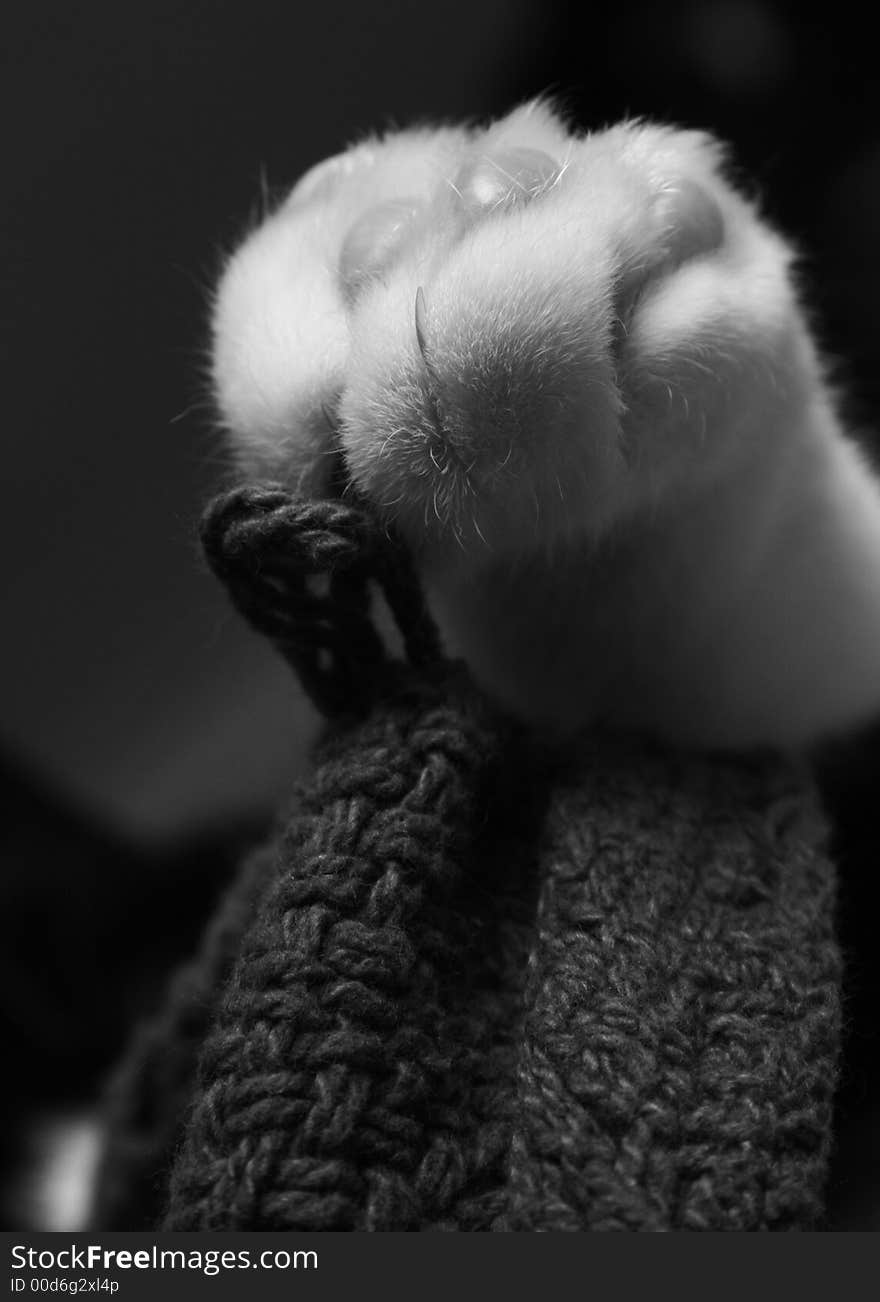 Portrait of a sleepy cat's paw in black and white