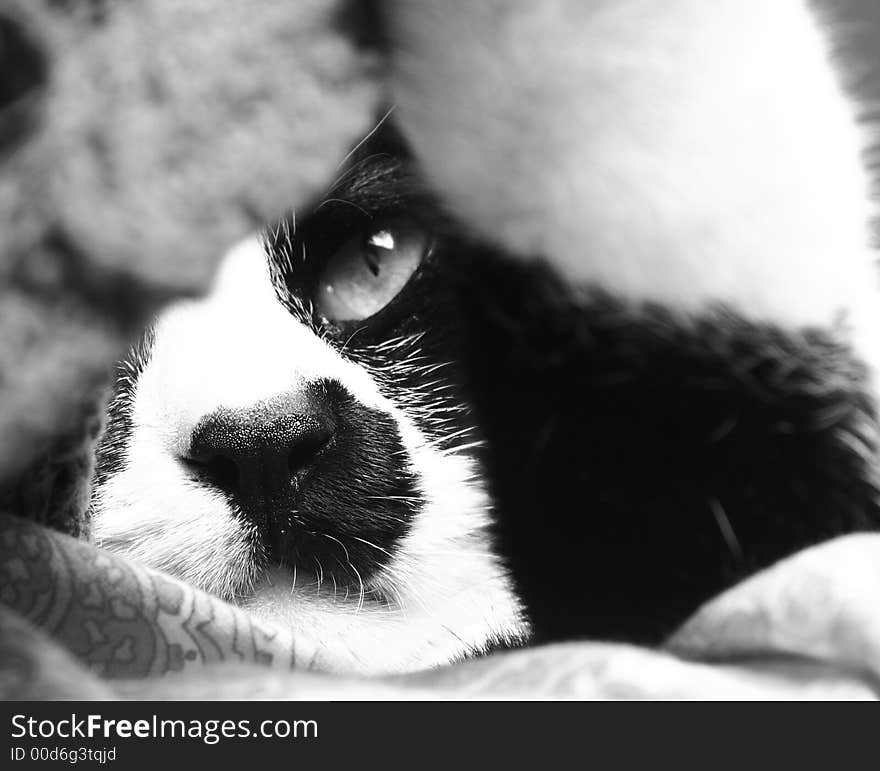 Portrait of a sleepy cat in black and white