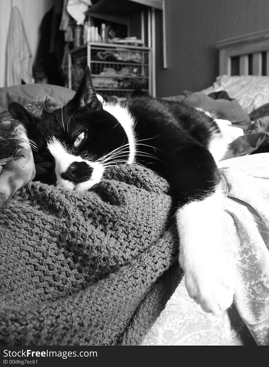 Portrait of a sleepy cat in black and white