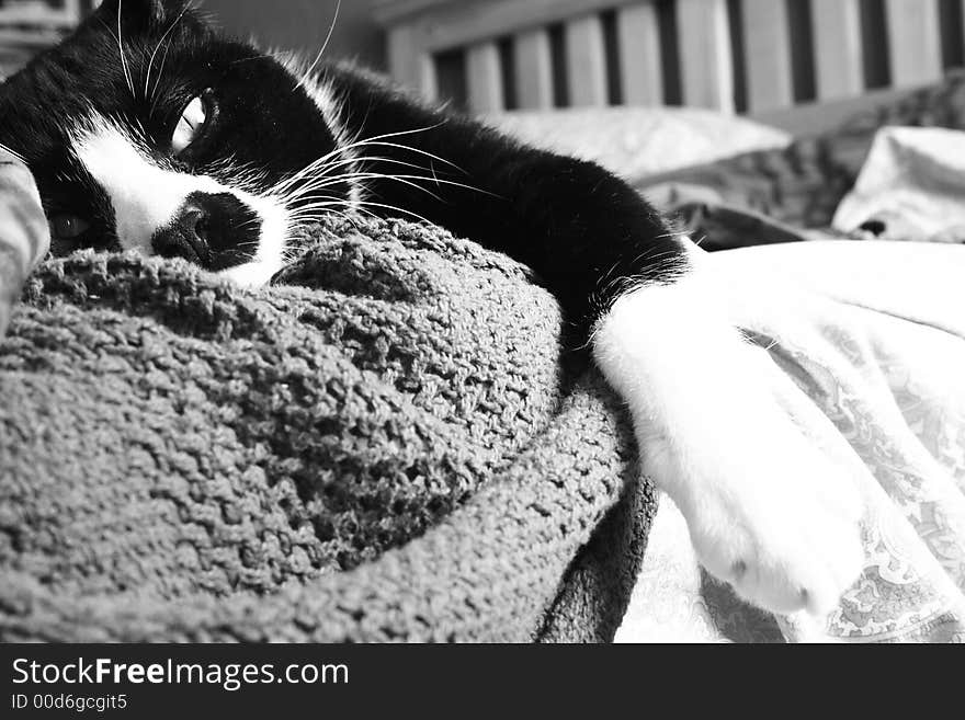 Portrait of a sleepy cat in black and white