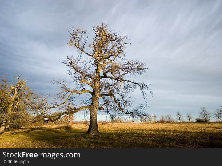 An old tree stand in the light with blue sky. An old tree stand in the light with blue sky