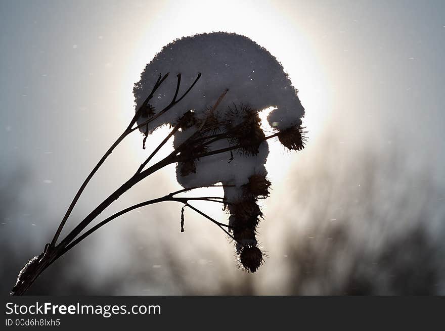 Argimony In Snow