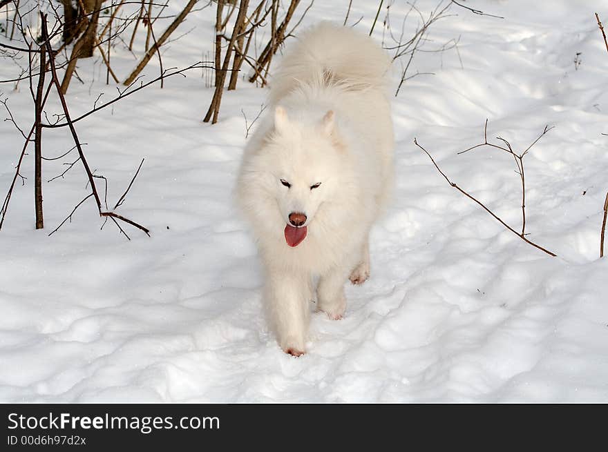 Samoed's dog in winter forest