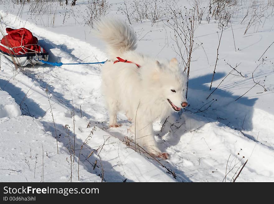 Samoed's dog in winter forest transport pulk. Samoed's dog in winter forest transport pulk