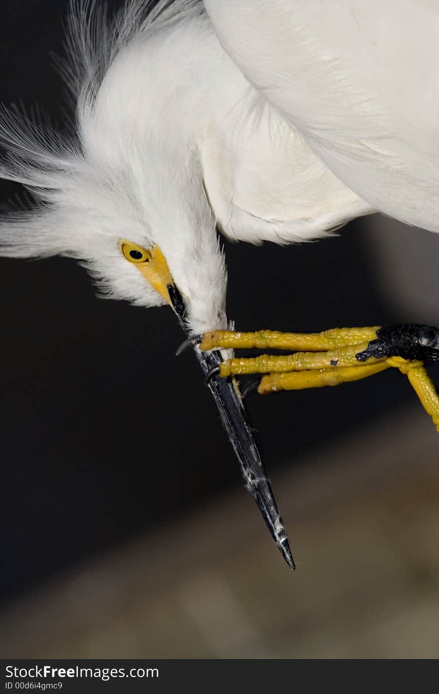 Snowy Egret, Bird, Florida, Egret, Animal