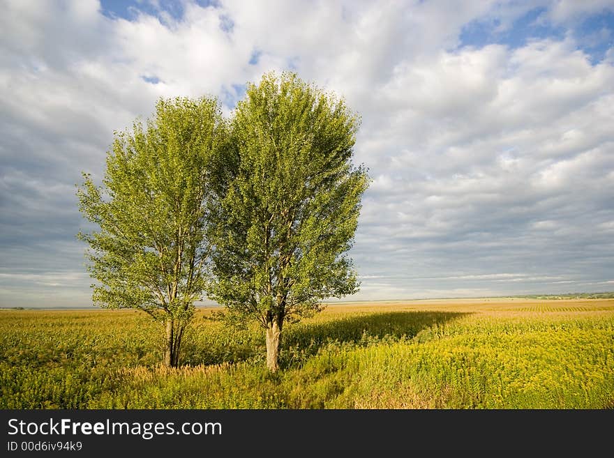 Two tree on field