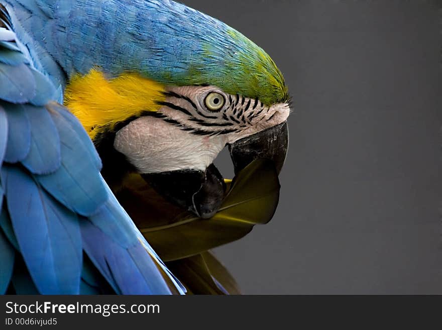 Ara ararauna Aridae, Arinae, araruna, macaw. Ara ararauna Aridae, Arinae, araruna, macaw