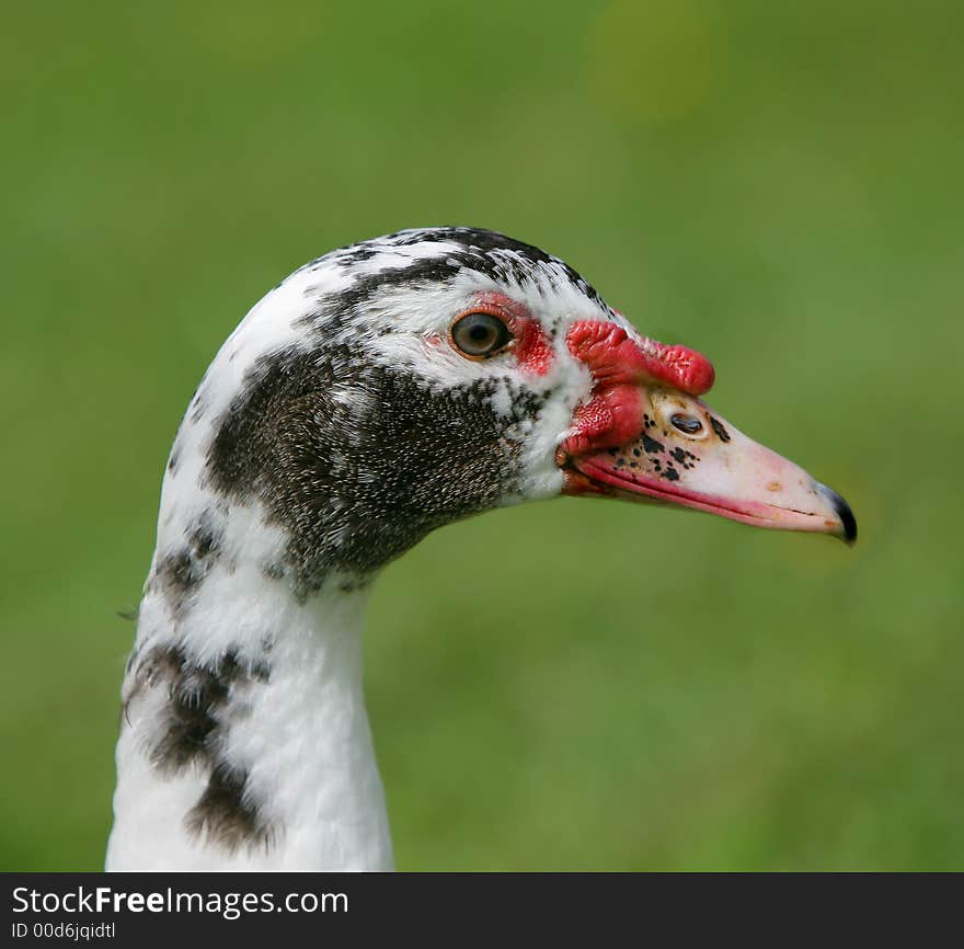 Photo of goose - icon farm bird