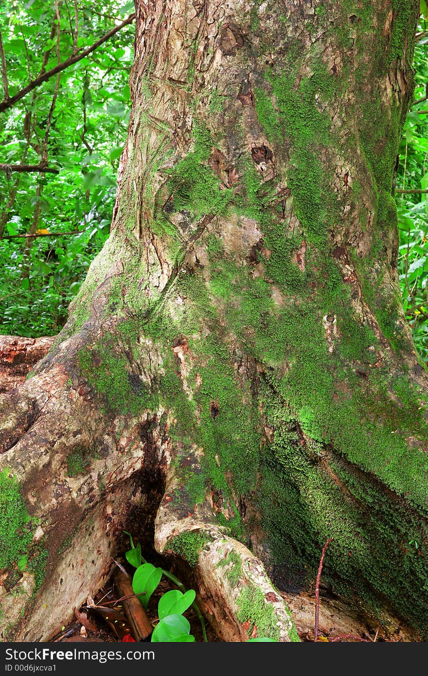 Photo of a tree in a rain forest