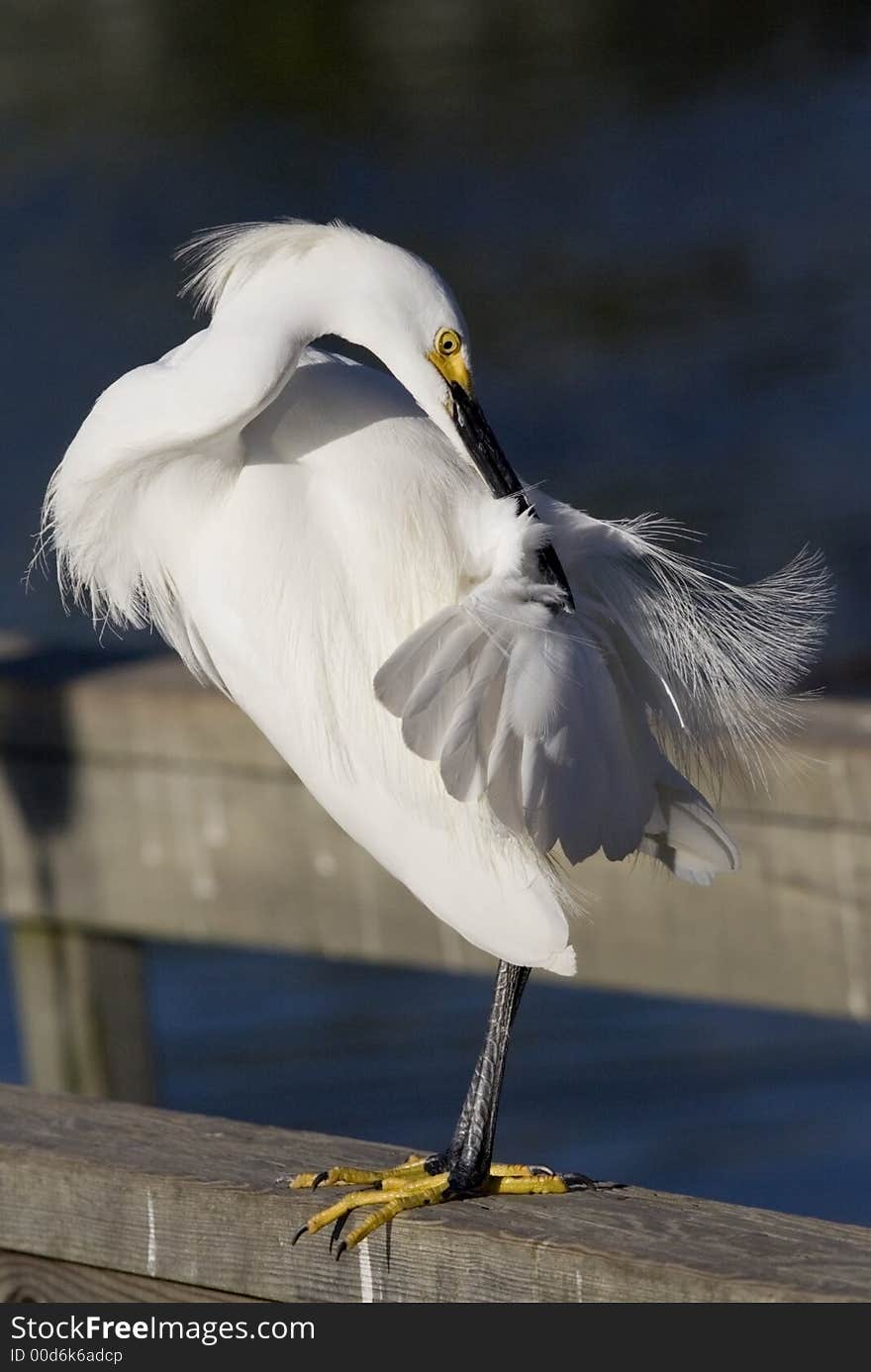 Snowy Egret, Bird, Florida, Egret, Animal