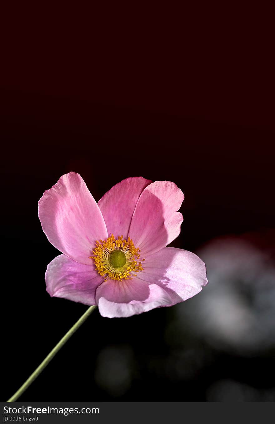 A close up photo of a beautiful red flower. A close up photo of a beautiful red flower