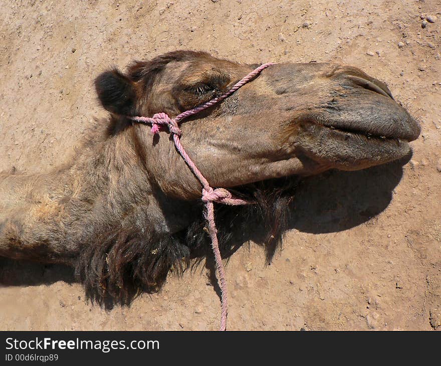 Camel head in moroccan desert