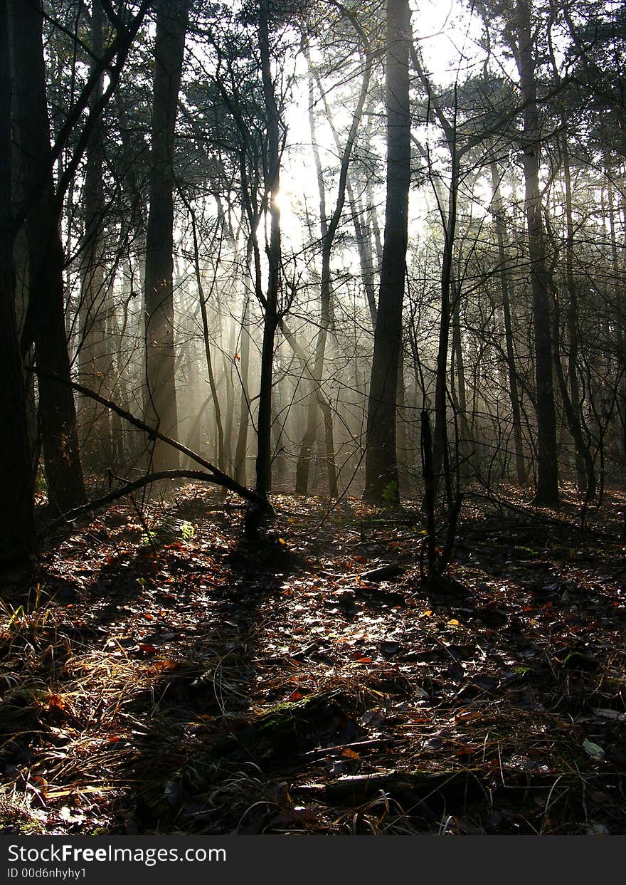 A barren winter forest in the early morning sunlight. A barren winter forest in the early morning sunlight.