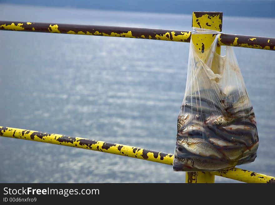 Fish kept in a plastic bag, hanging on a fence, by the lake