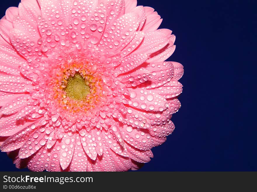 Pink gerbera on the blue background