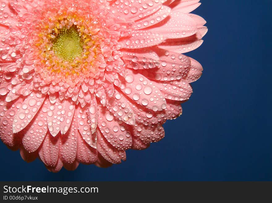 Pink gerbera on the blue background