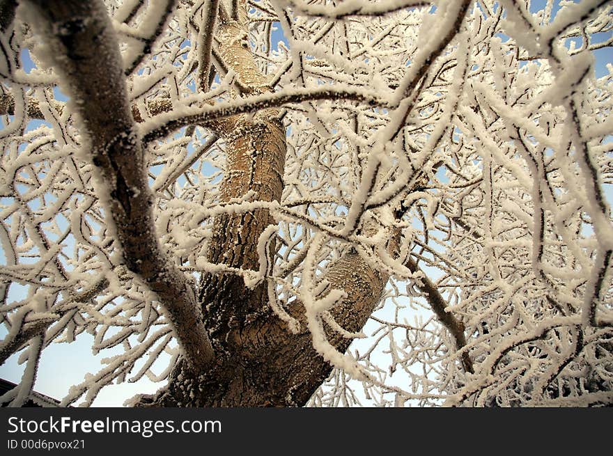 Capturing Hoar Frost upon the tree's in my garden one Decembers Day. Capturing Hoar Frost upon the tree's in my garden one Decembers Day