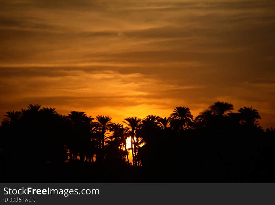 Sunset With Palm Trees