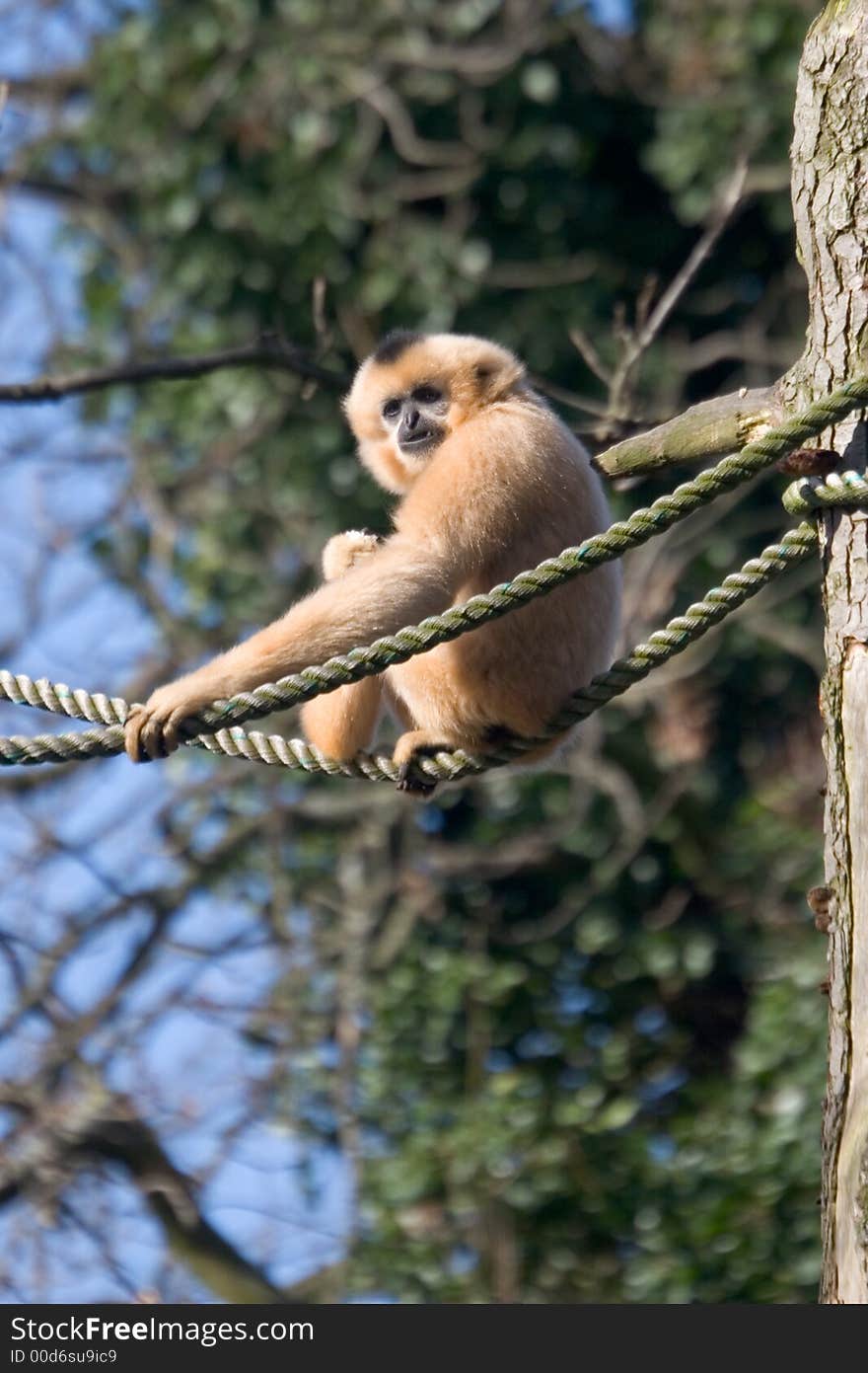 Siki gibbon