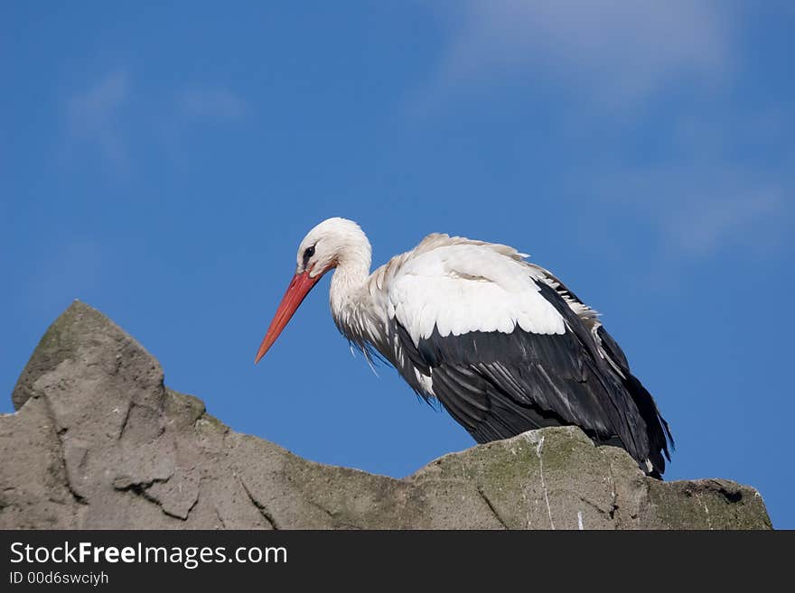 Stork