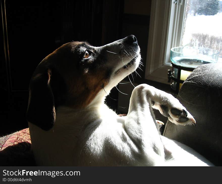 My dog was posing for me in the sunlight. My dog was posing for me in the sunlight.