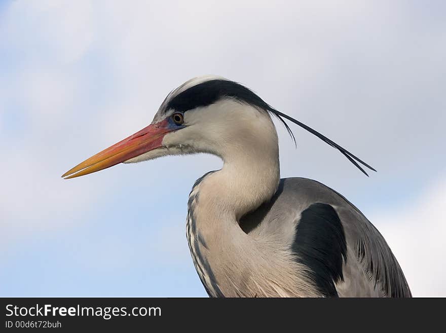 Great Blue Heron