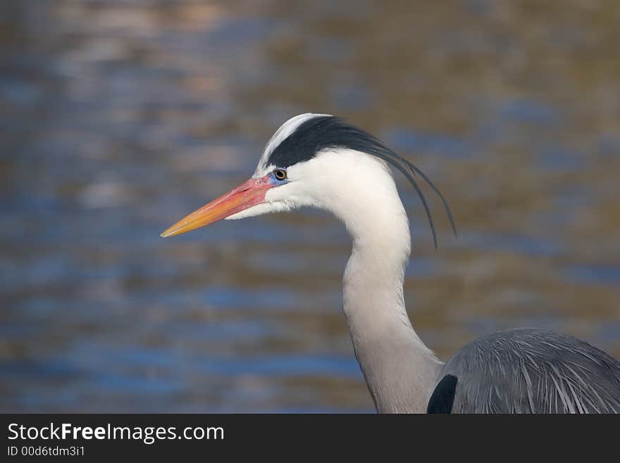 Great Blue Heron