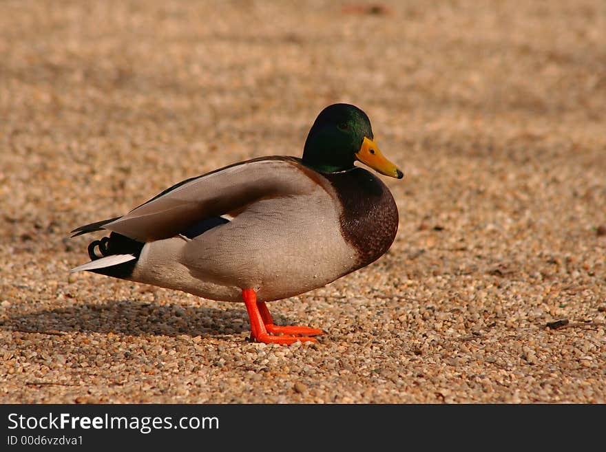 A colourful mallard duck waddling. A colourful mallard duck waddling.