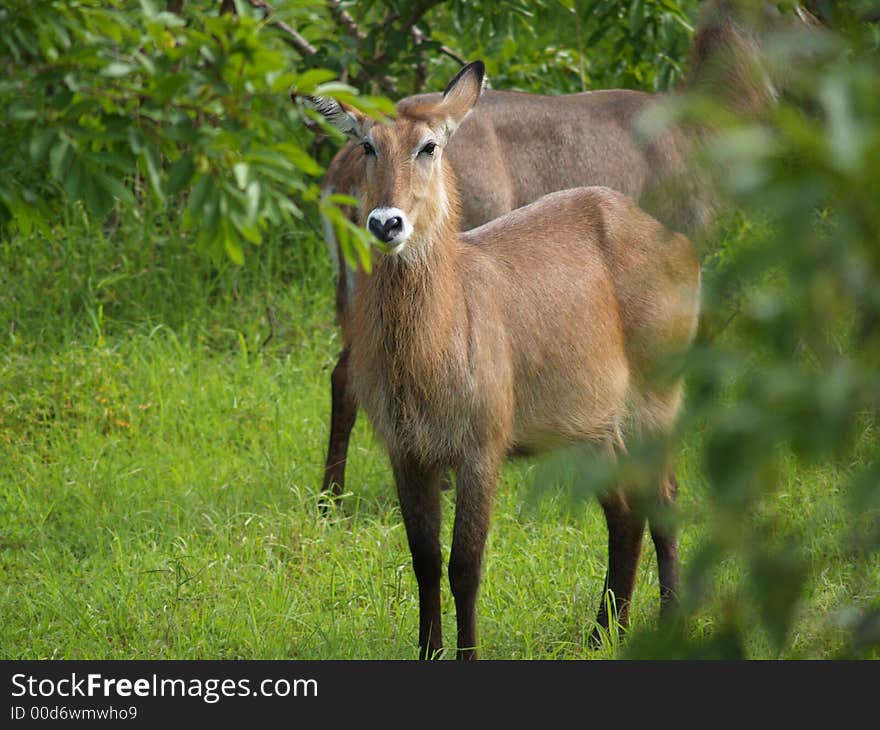 A waterbuck that was surprised to find a truck full of safari-goers snapping photos. A waterbuck that was surprised to find a truck full of safari-goers snapping photos.