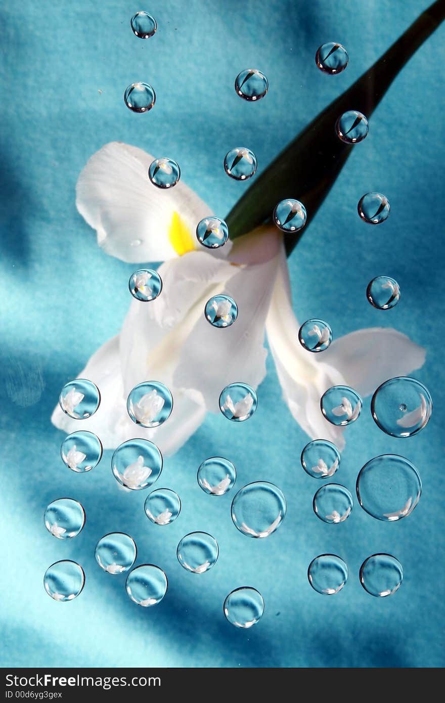 White Iris on blue background reflected in drops. White Iris on blue background reflected in drops