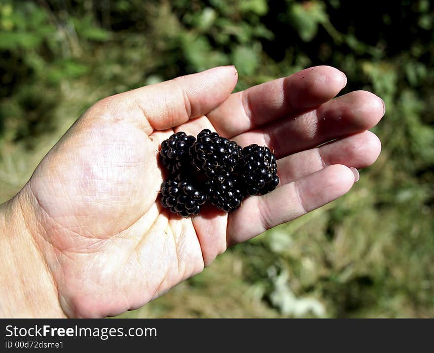 Blackberries