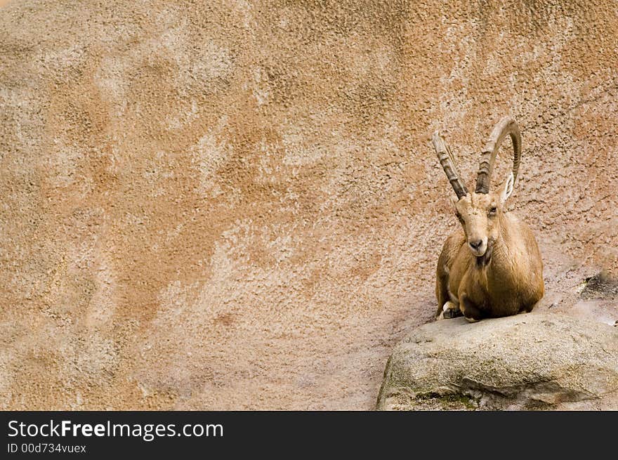 Ibex resting and watching for predators from a ledge