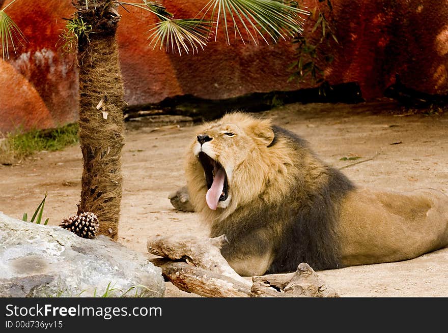 Lion at rest with mouth open yawning bored with no action. Lion at rest with mouth open yawning bored with no action